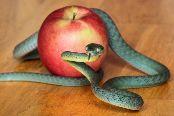 зеленая бойга змея