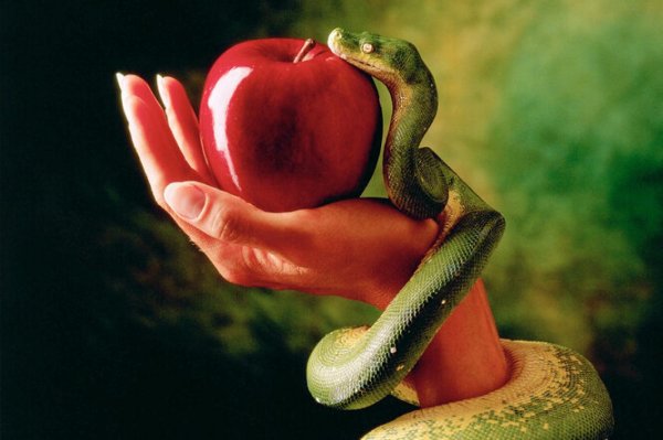 запретный плод