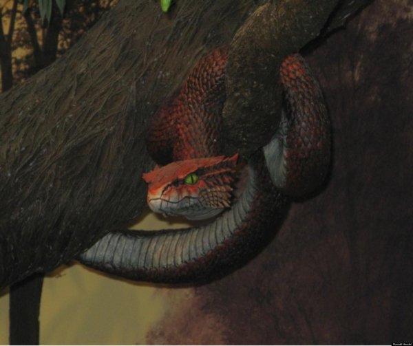 кустарниковая гадюка atheris