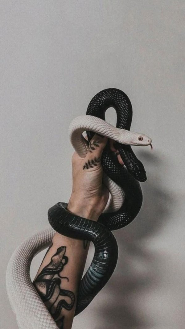 змеи эстетика