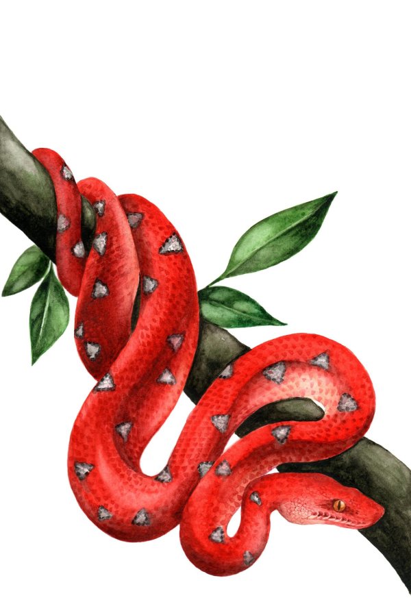 змеи рисунки