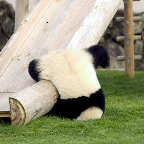 панда смешная