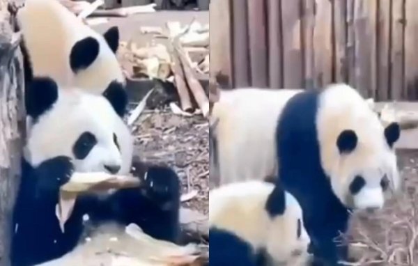 московский зоопарк панда катюша