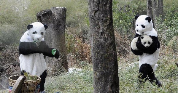 прикольная панда