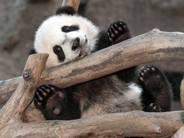 сонная панда