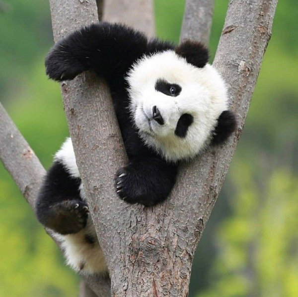 маленькие панды