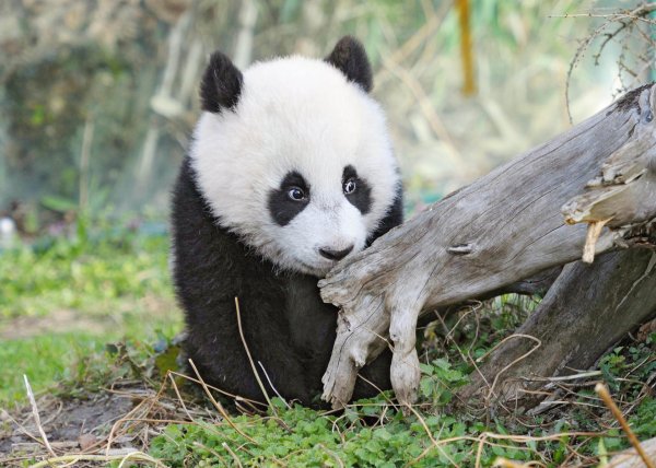 животное панда