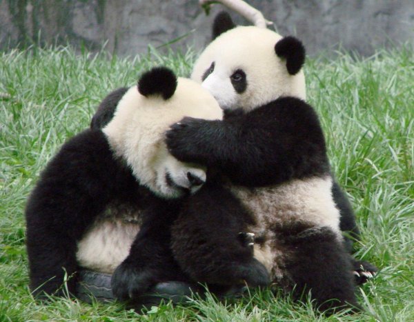 объятия панды