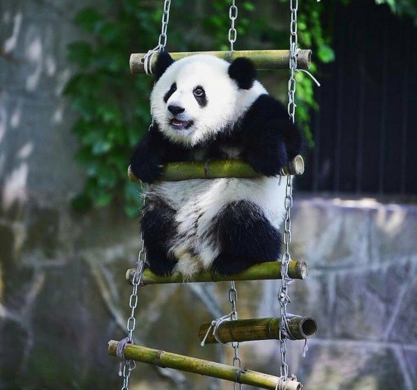 панда висит