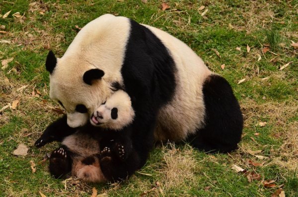 животное панда