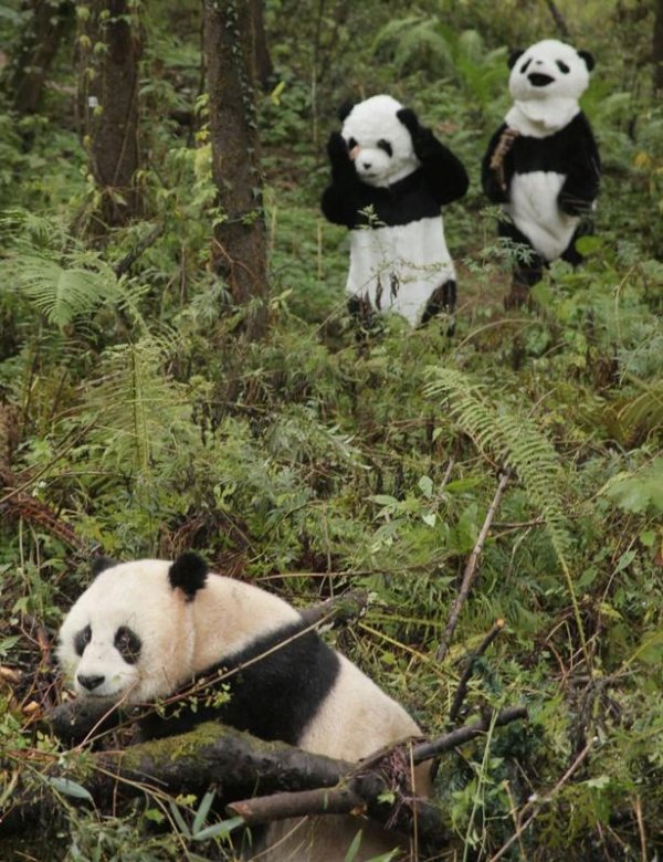 чэнду заповедник панд