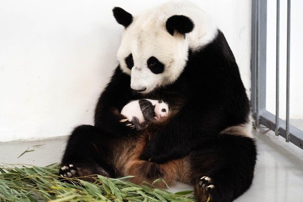 московский зоопарк детеныш панды
