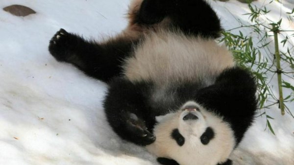 медвежонок панда