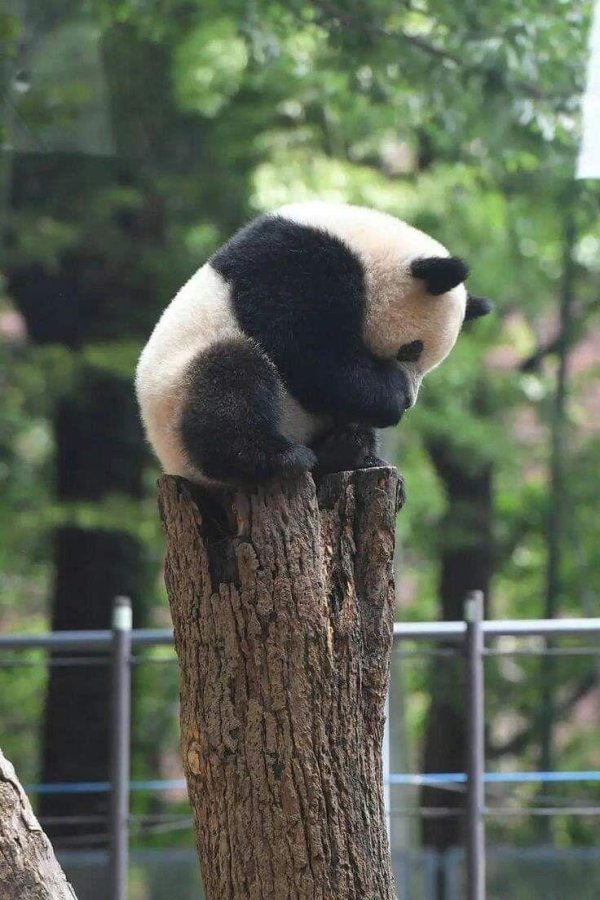 забавная панда