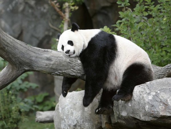 большие панды