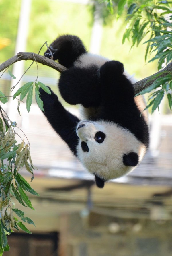 забавная панда