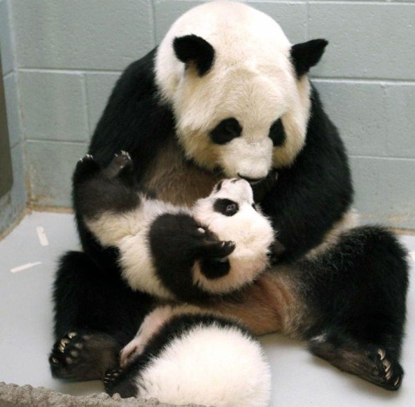 малыши панды