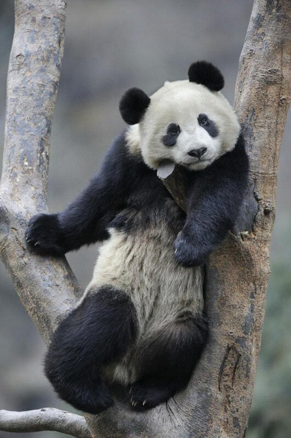 панда медведь