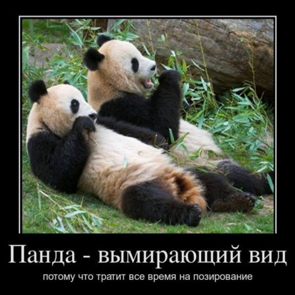 панды обнимаются