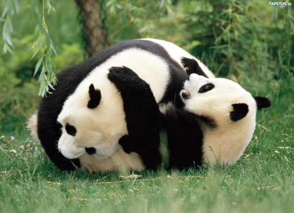 панды обнимаются