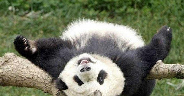 смешная панда