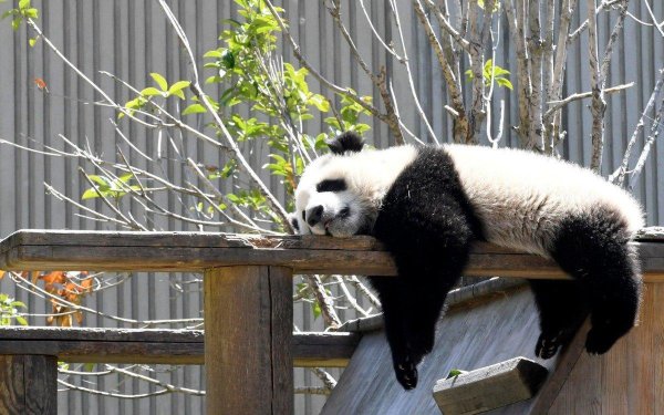 спящая панда