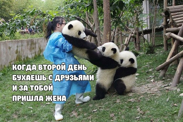 смешная панда