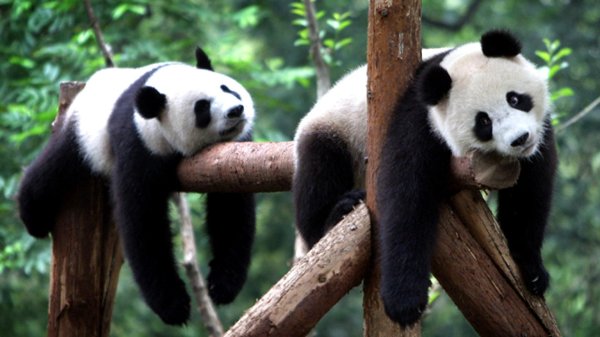 чэнду заповедник панд