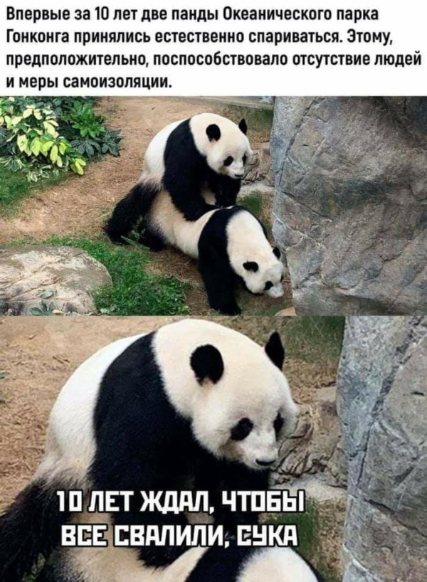 шутки про панду
