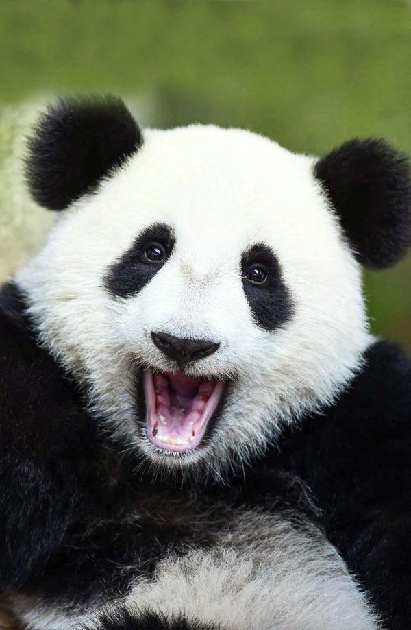 панда зубы