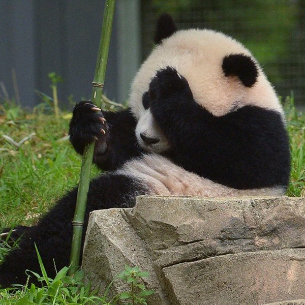 бамбук панда