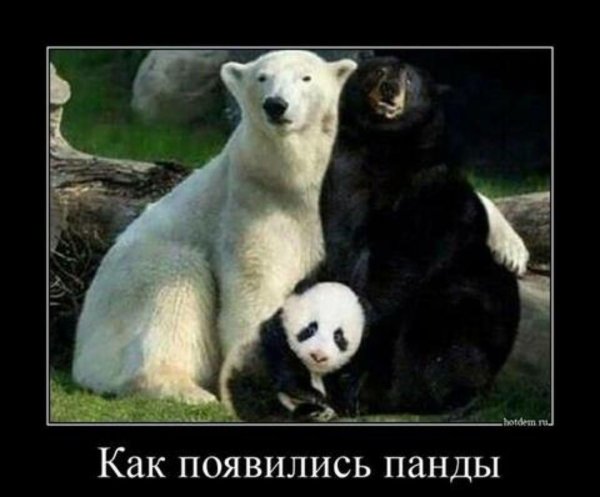 белая медведь