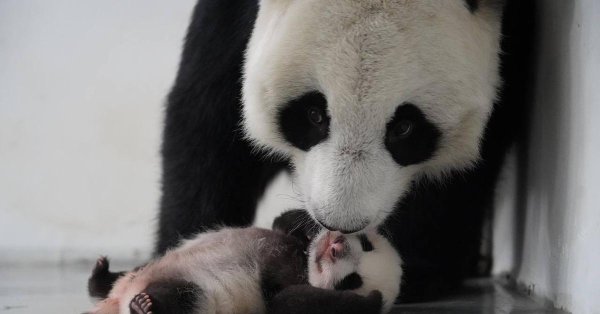 детеныши панды