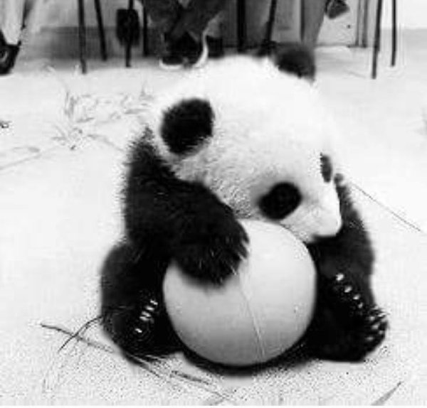 детеныши панды