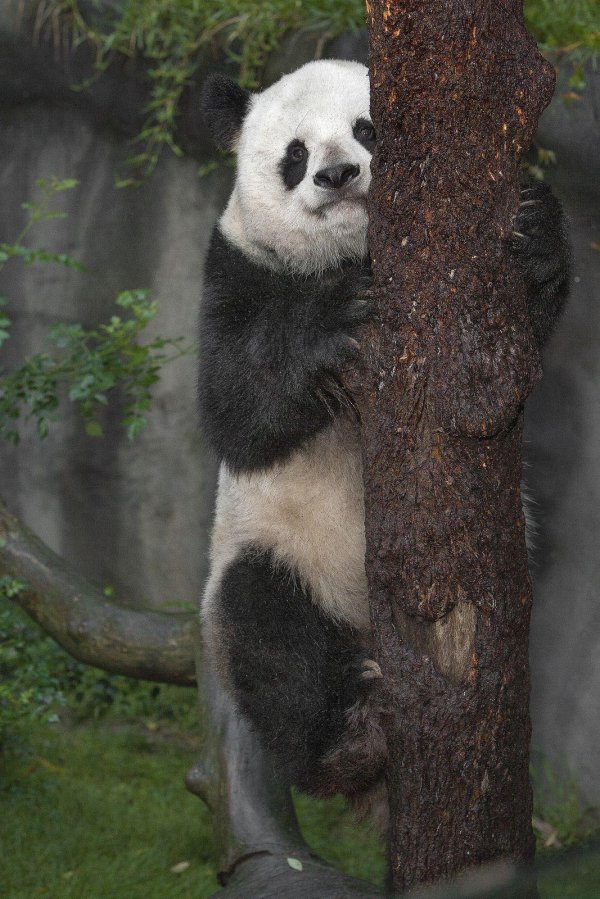 резерваты большой панды китай