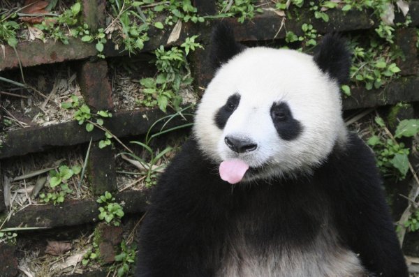 смешная панда