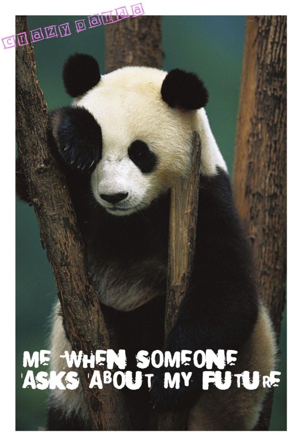 смешная панда