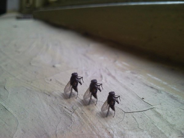 мухи в доме