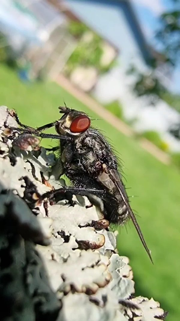 фотография мухи