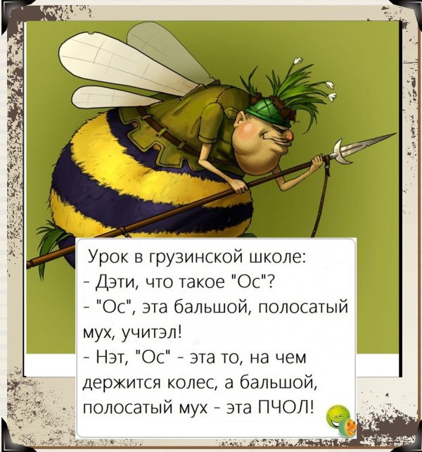 шмель смешной