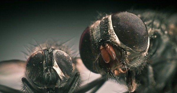 овод под микроскопом