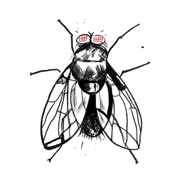 муха рисунки