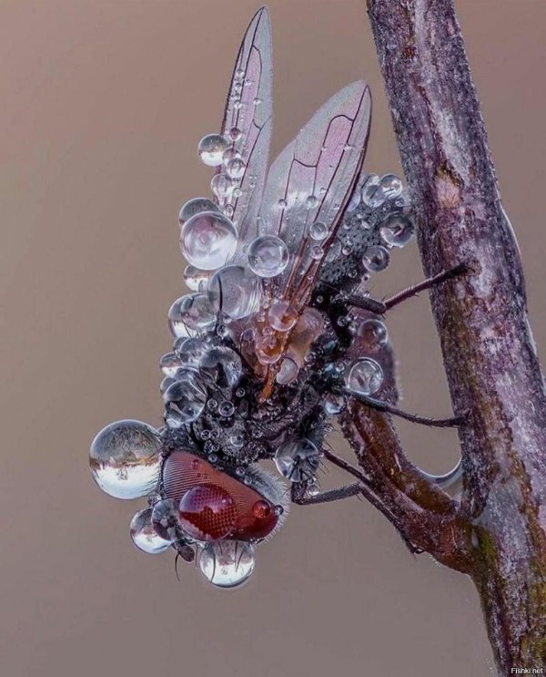 макросъемка насекомых