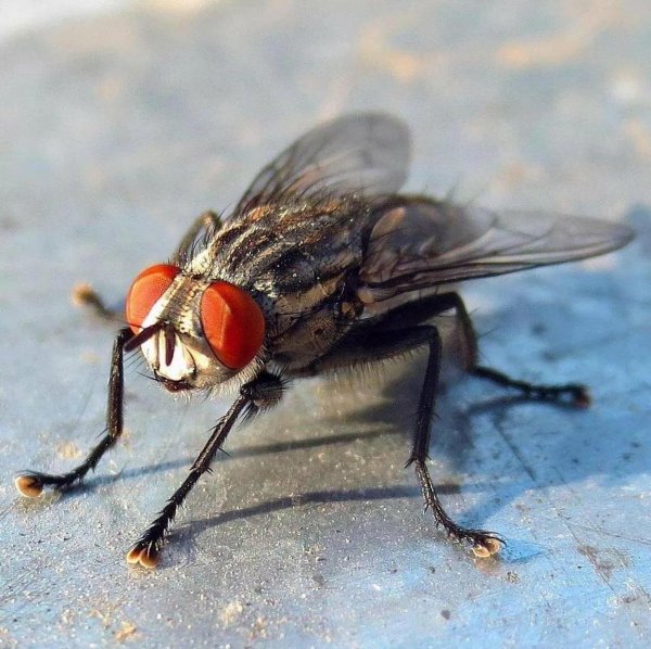 муха обыкновенная