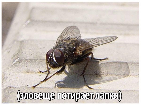прикол про муху