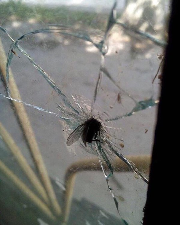 челябинская муха