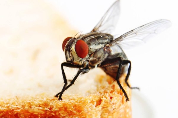 муха домашняя