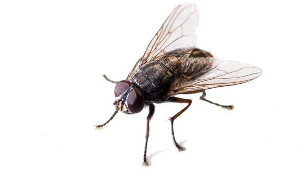 домашняя муха