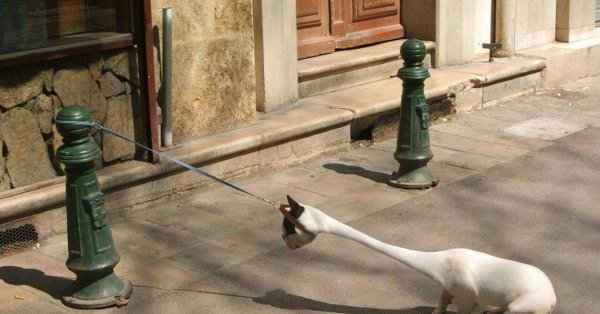 прикольное животное