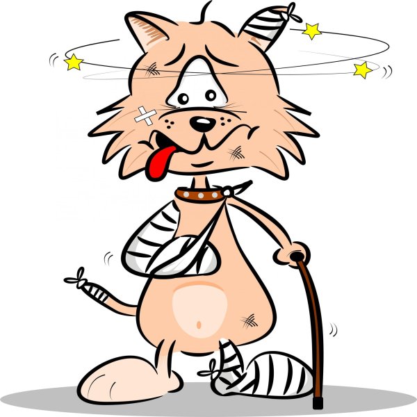 кот с перевязанной лапой